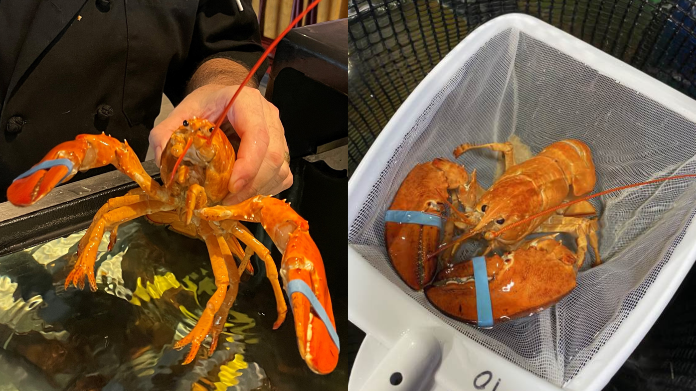 BATAVIA/Tangerine, the rare orange lobster at Tops Supermarket, has a new  home – Video News Service