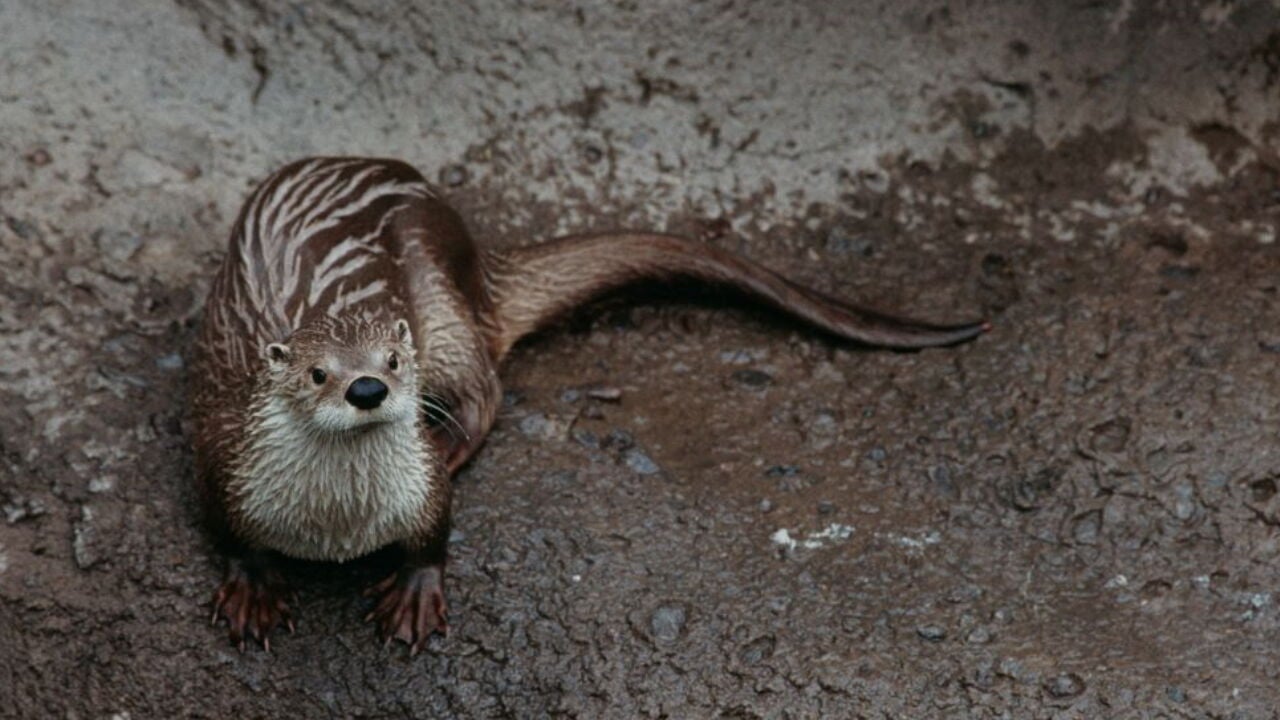 Parasite killed 2 otters at Florida zoo, officials say | Trending |  fox13memphis.com
