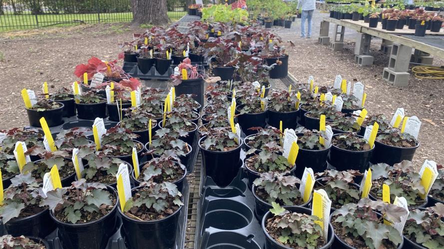 PHOTOS Spring Plant Sale at the Memphis Botanic Garden News