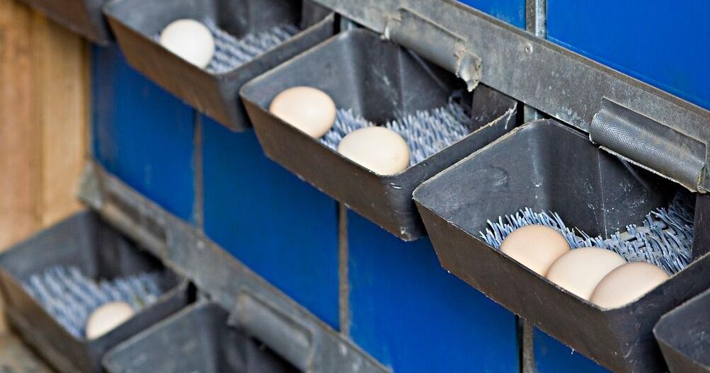 Bird flu outbreak forces an Ohio egg farm to euthanize 3 million ...