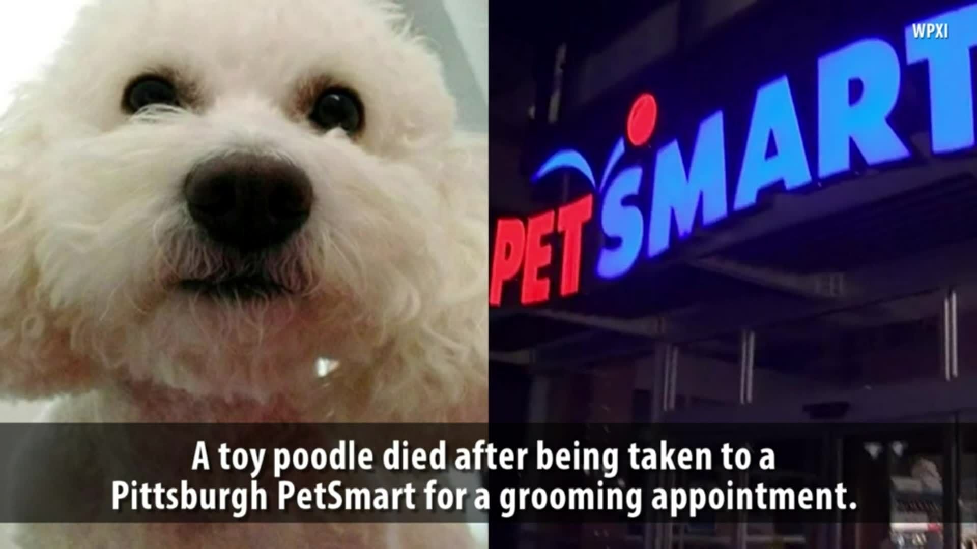 Petsmart hotsell grooming appointments