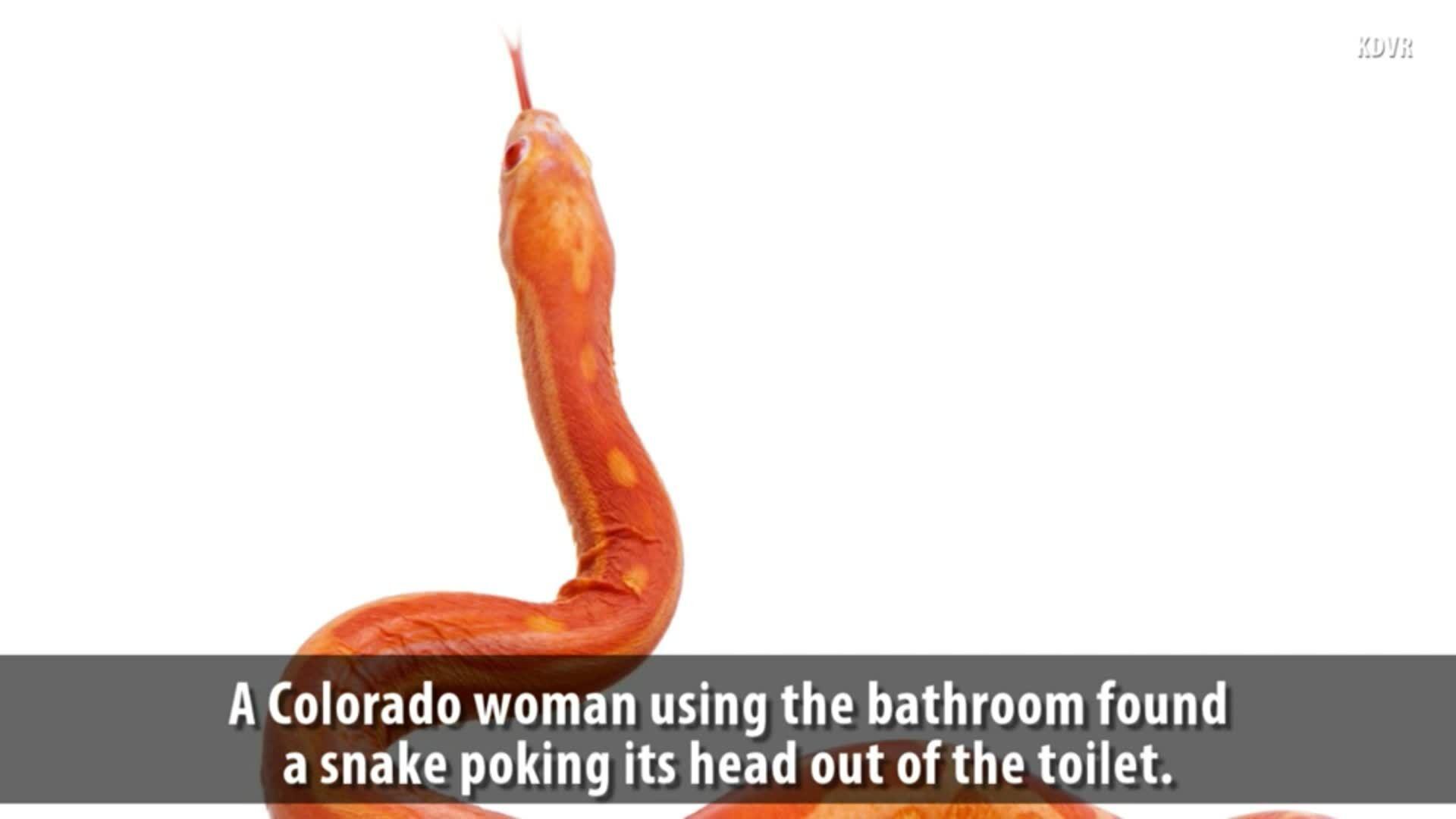 Snake found in woman's toilet