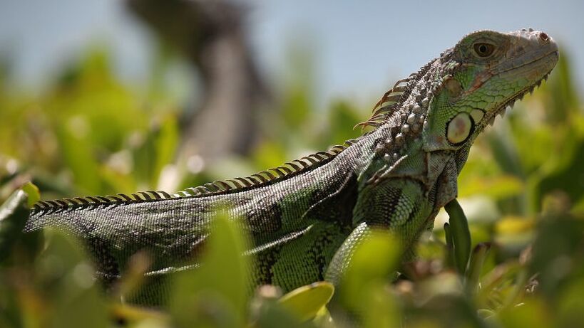 South Fla. man finds iguana in toilet bowl: 'I thought I was in