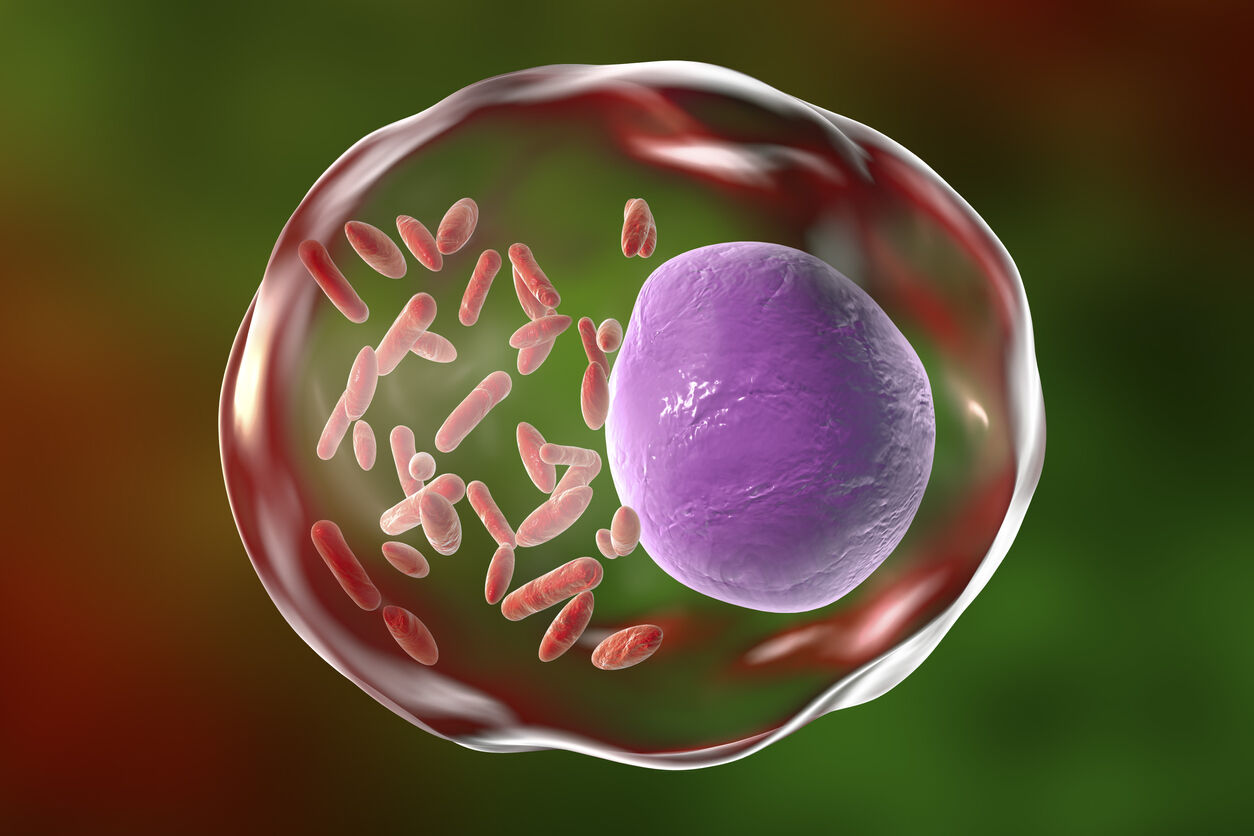 California neighbors contract typhus after disposing of dead rats |  Trending | fox13memphis.com, image size:1254x836