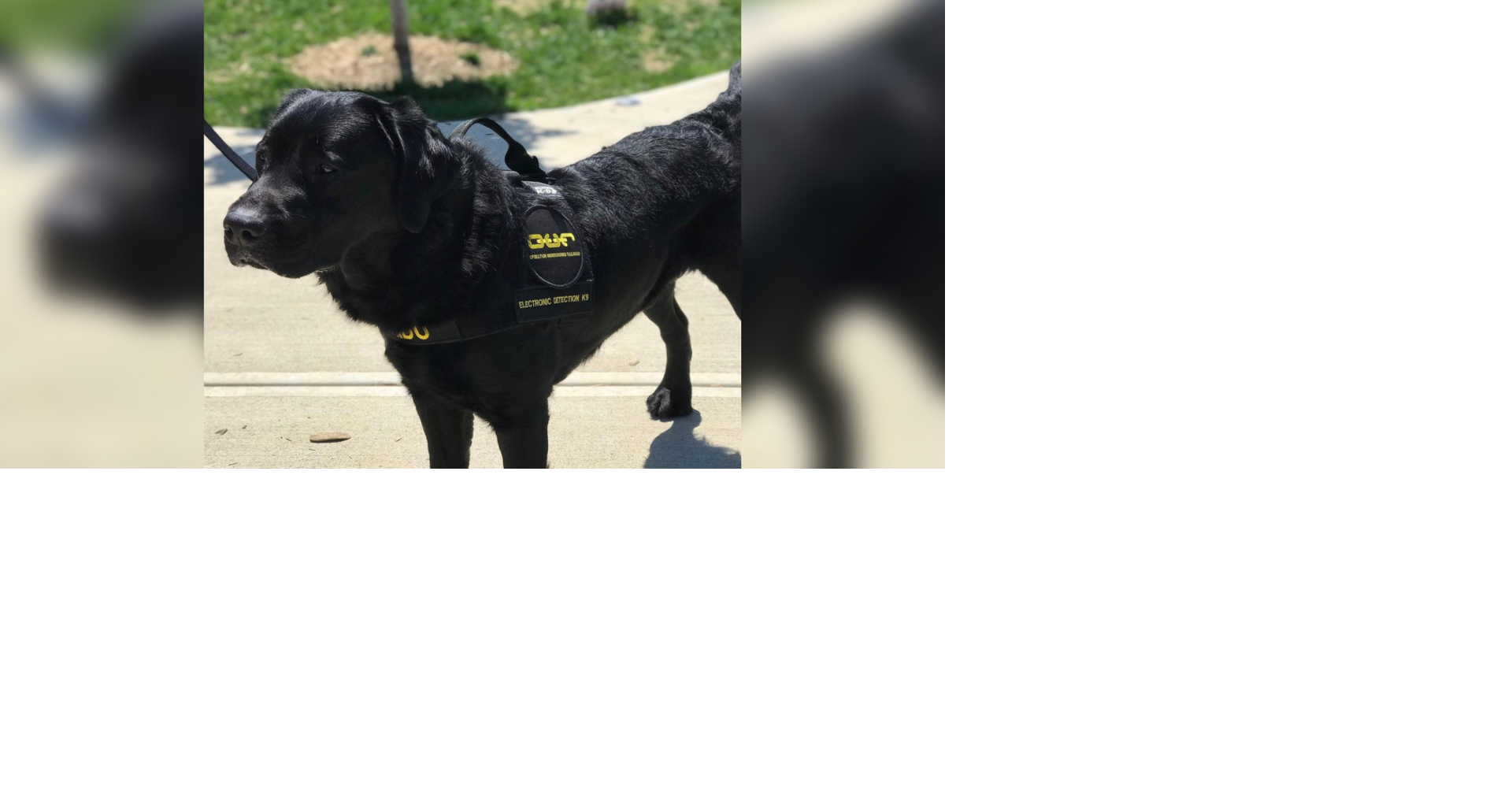 Dog trained to sniff out memory devices helps catch high-profile suspected pedophile in Mexico City | Trending | fox13memphis.com->所在地