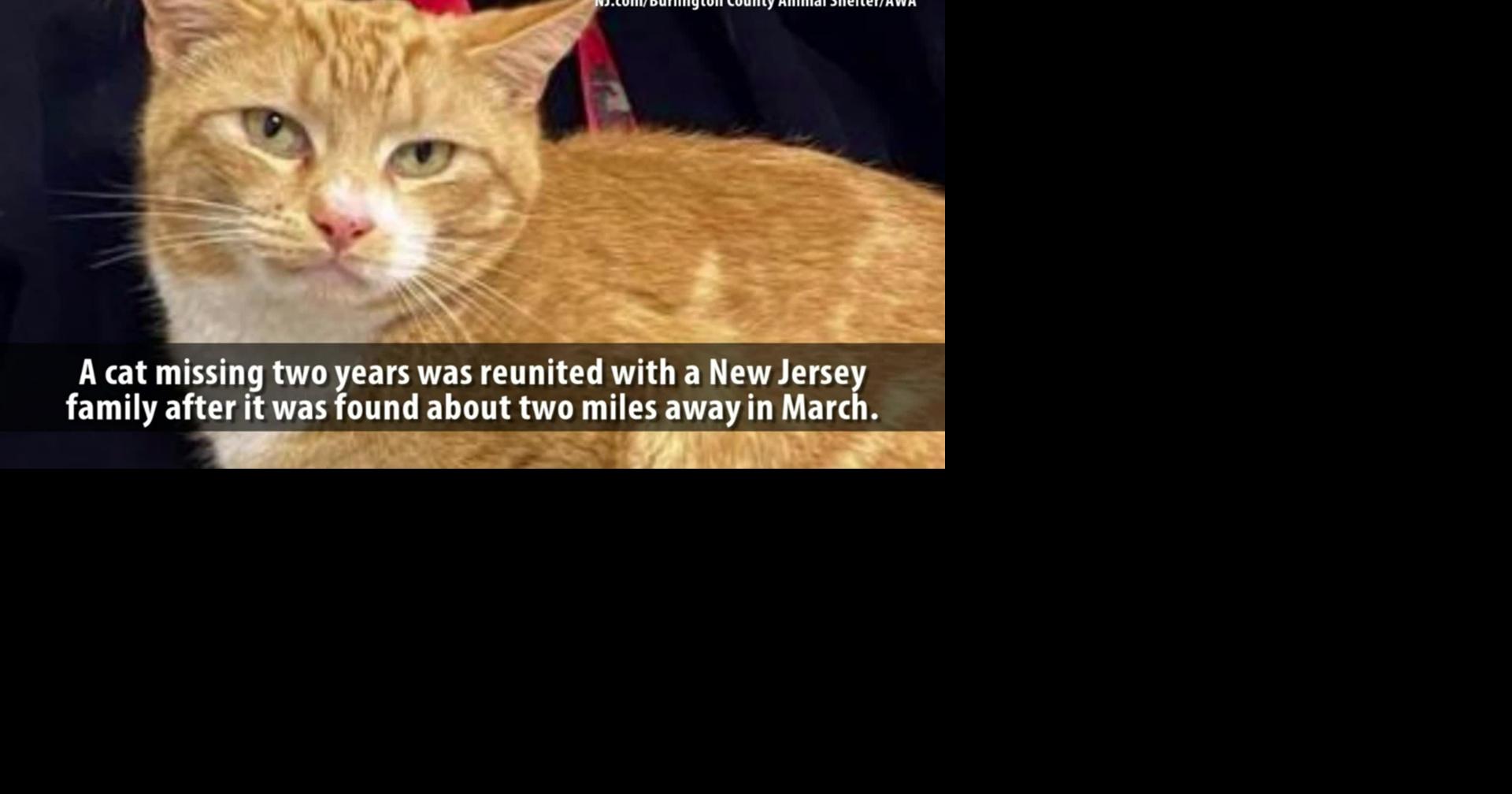 Jersey Cat 
