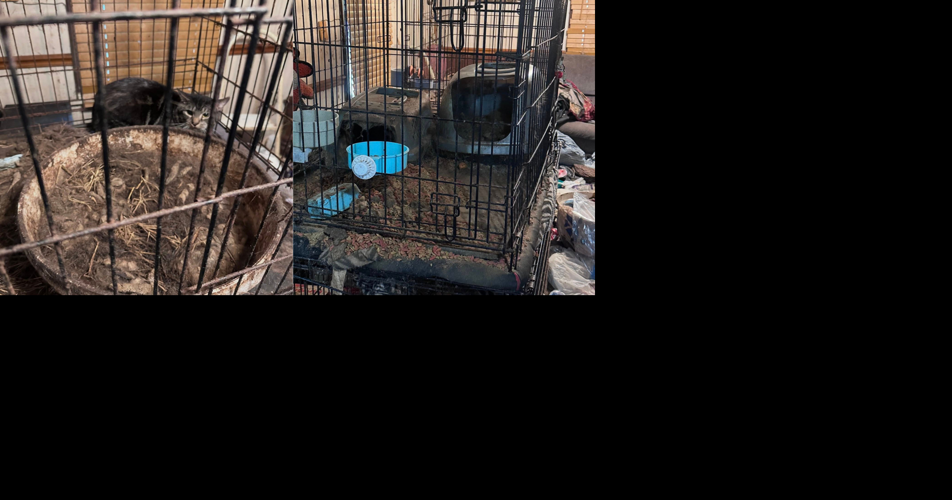 Mississippi animal shelter in need of help after 36 cats, 2 dogs rescued from home