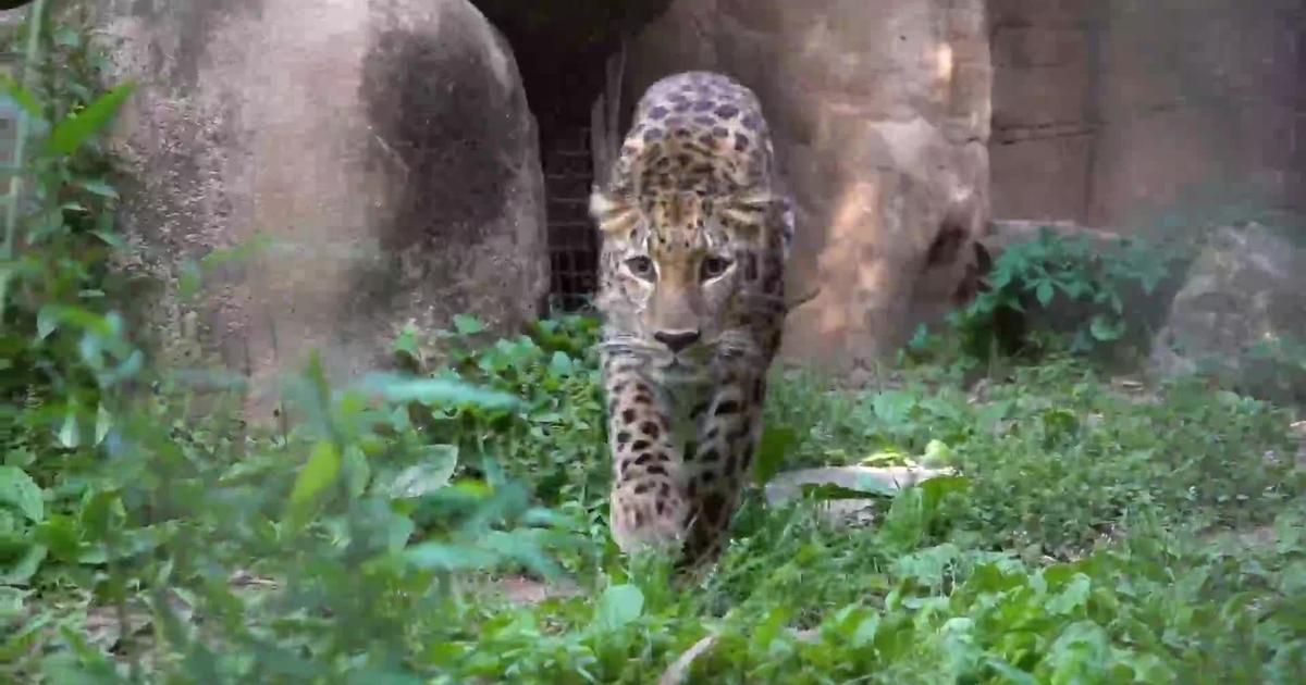 Memphis Zoo welcome endangered Amur leopard named Kira | News ...