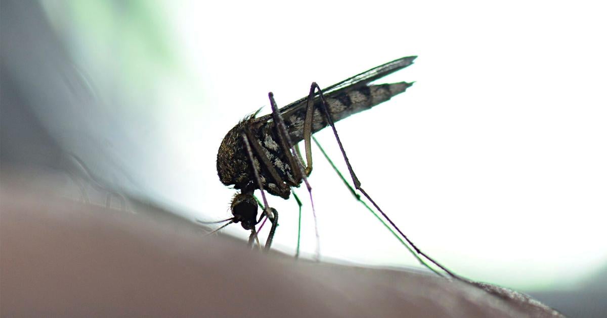 Multiple US States Confirm First West Nile Virus Cases, Mississippi Reports First Death