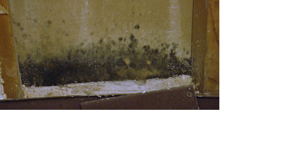 'It just ain't right': West Memphis mother concerned by mold in apartment - Vimarsana News