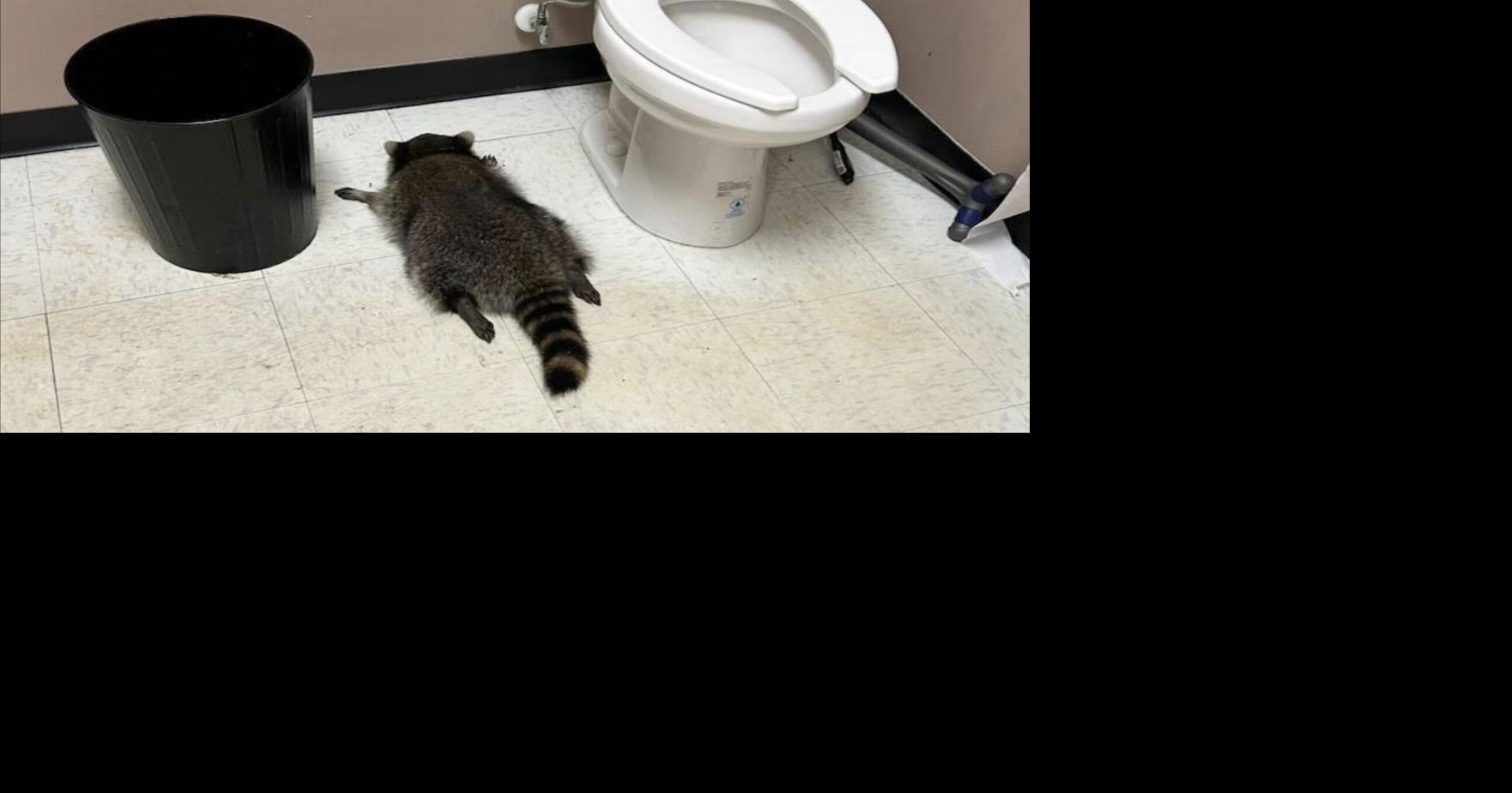 Raccoon goes on drunken rampage in Virginia liquor store | News ...