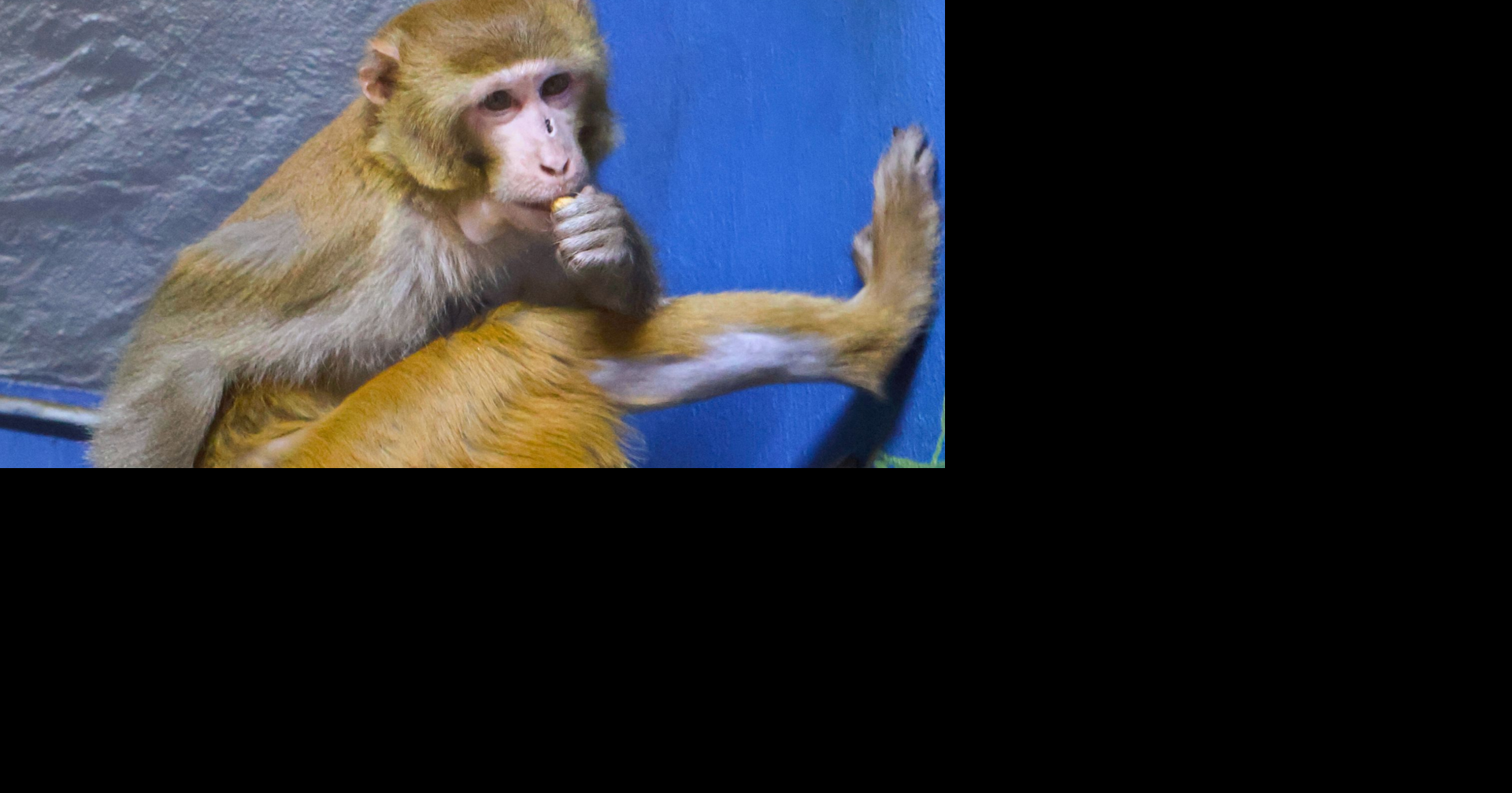 Last escaped monkey from Mississippi crash finds a new home in animal refuge sanctuary