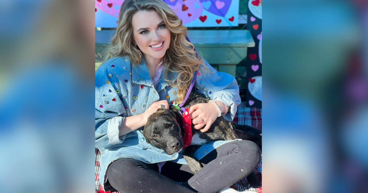 Memphis Animal Services Offering Free Vaccines For Dogs News Memphis animal services offering free vaccines for dogs news