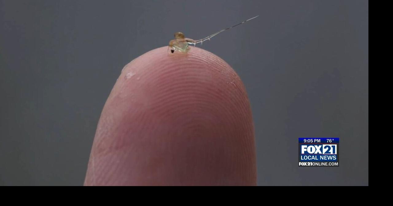 Northland residents invited to help monitor invasive spiny water fleas