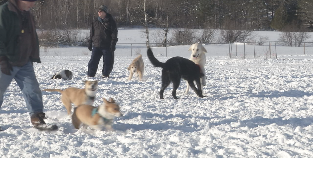 New quarantine rules for dogs and cats coming to Minnesota from Mexico | News