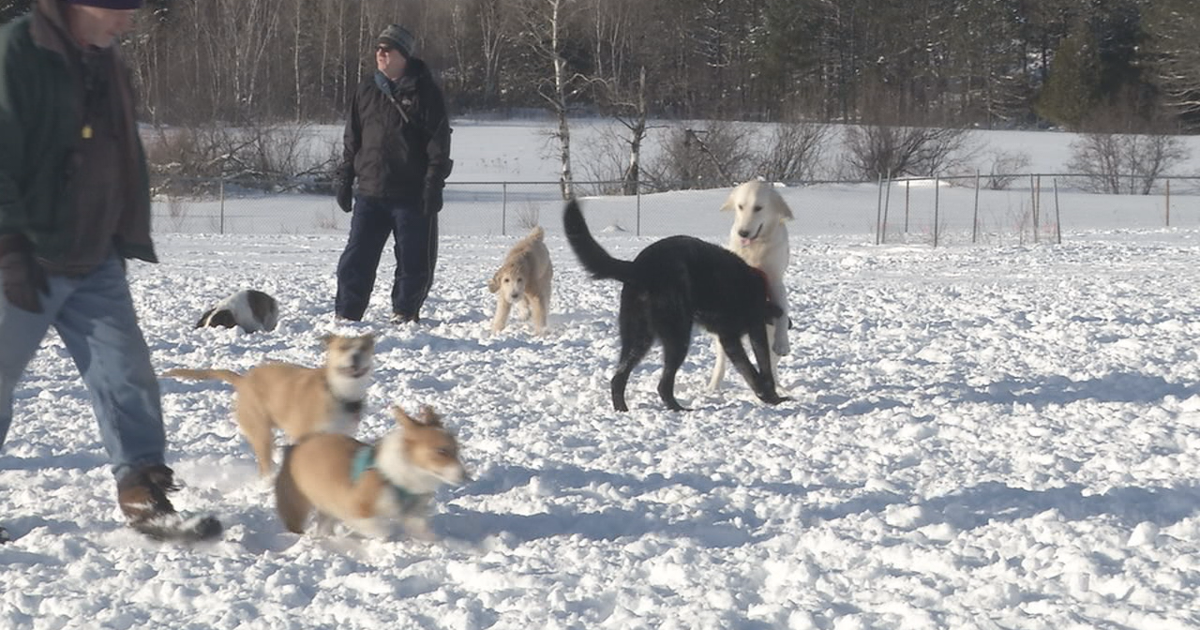 New quarantine rules for dogs and cats coming to Minnesota from Mexico | News New quarantine rules for dogs and cats coming to Minnesota from Mexico | News