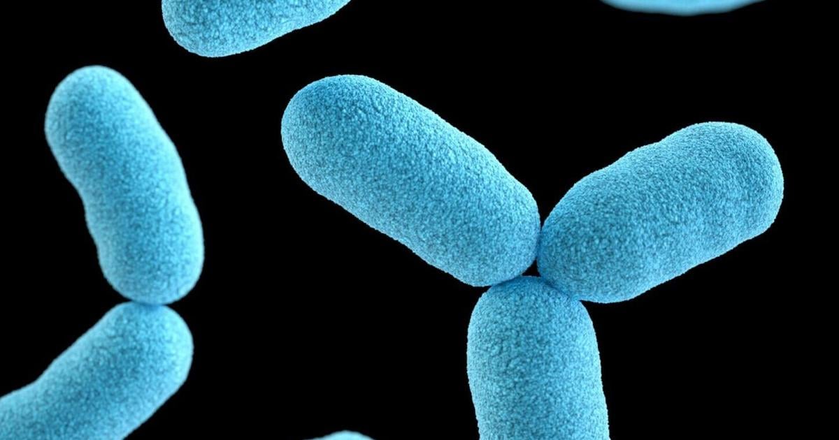 How this deadly superbug spread and rose to global dominance | Health How this deadly superbug spread and rose to global dominance | Health