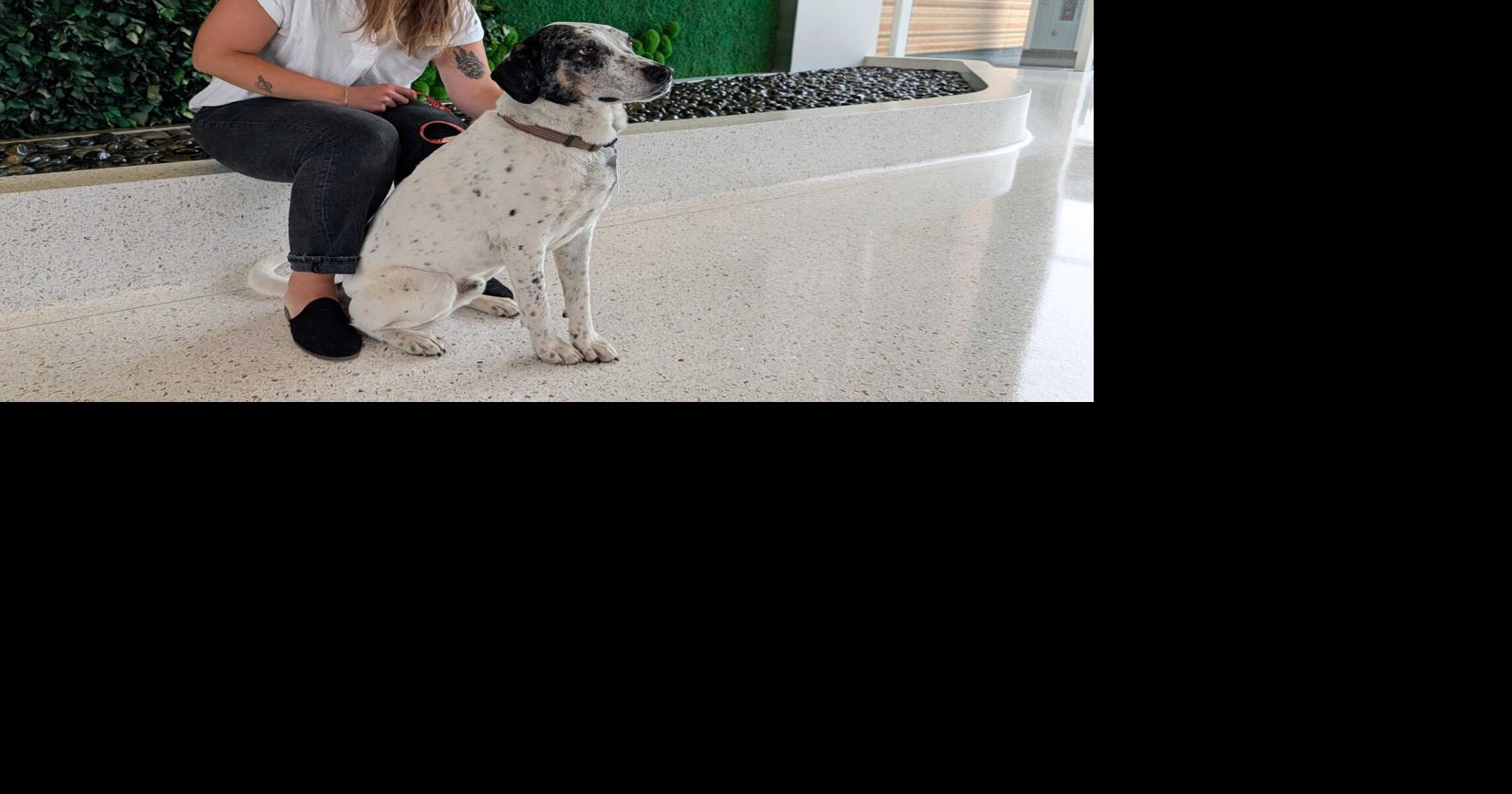 Essentia Health searching for certified therapy animals to volunteer