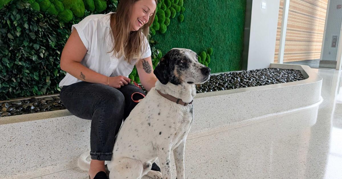 Essentia Health searching for certified therapy animals to volunteer