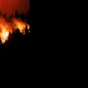 Tropical forest loss eases after record year: researchers