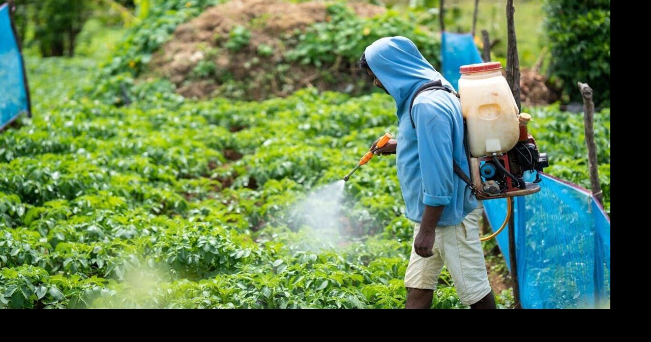 Pesticides on produce may play role in lung cancer in non-smokers | Health