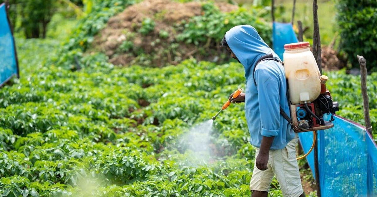 Pesticides on produce may play role in lung cancer in non-smokers | Health Pesticides on produce may play role in lung cancer in non-smokers | Health