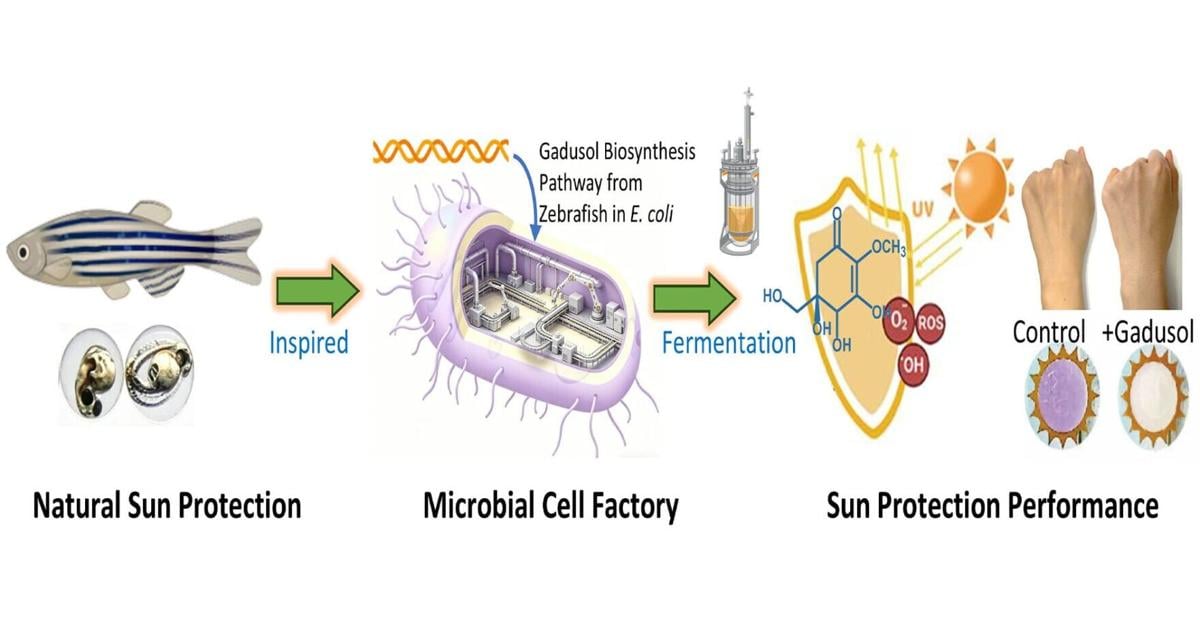 Chinese scientists working on ‘green’ sunscreen using E. coli | Health Chinese scientists working on ‘green’ sunscreen using E. coli | Health