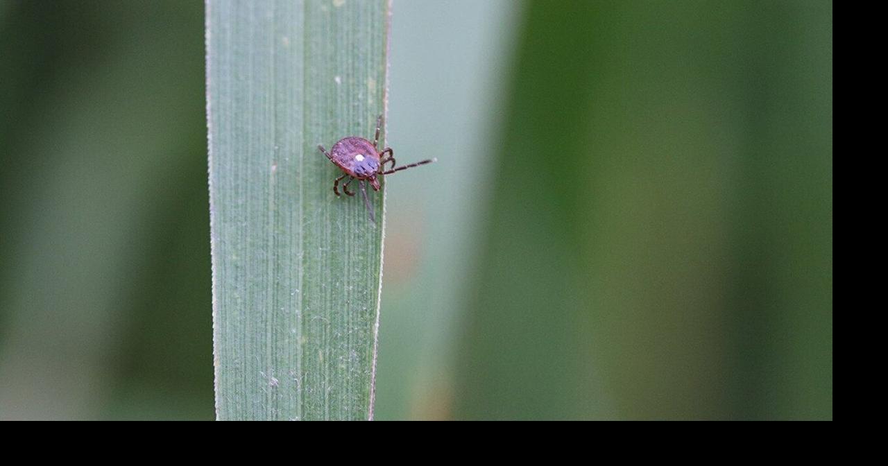 Alpha-gal syndrome red meat allergy from ticks | Health