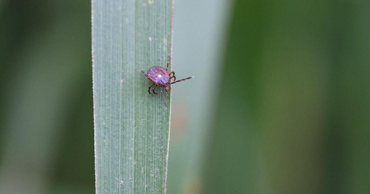 Alpha-gal syndrome red meat allergy from ticks | Health Alpha-gal syndrome red meat allergy from ticks | Health