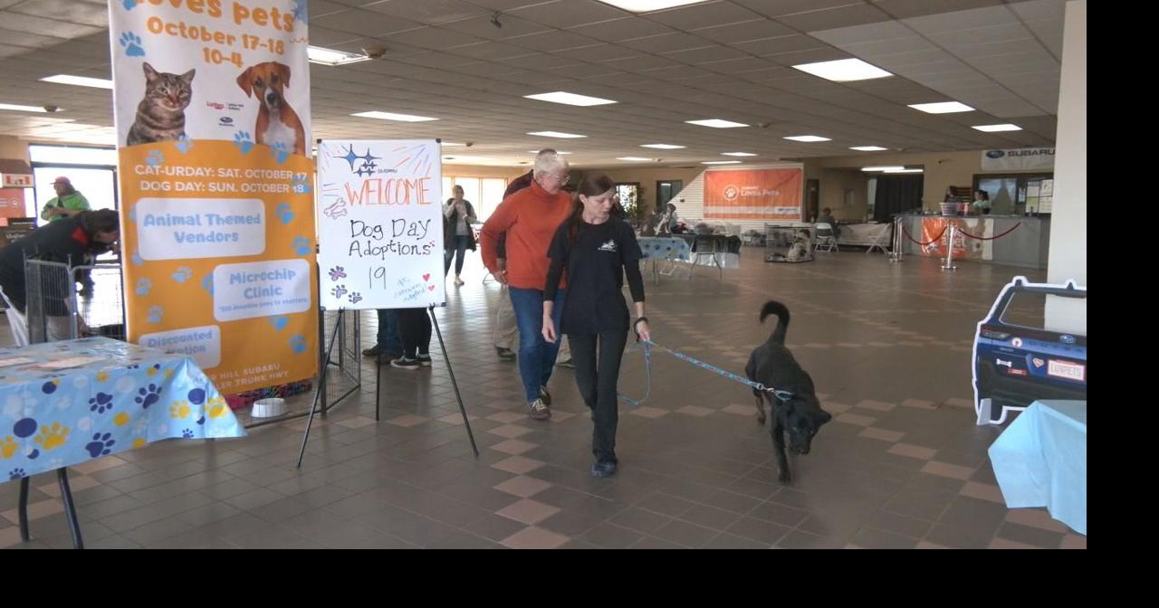Over 70 animals found their new home at annual Miller Hill Subaru Love a Pet