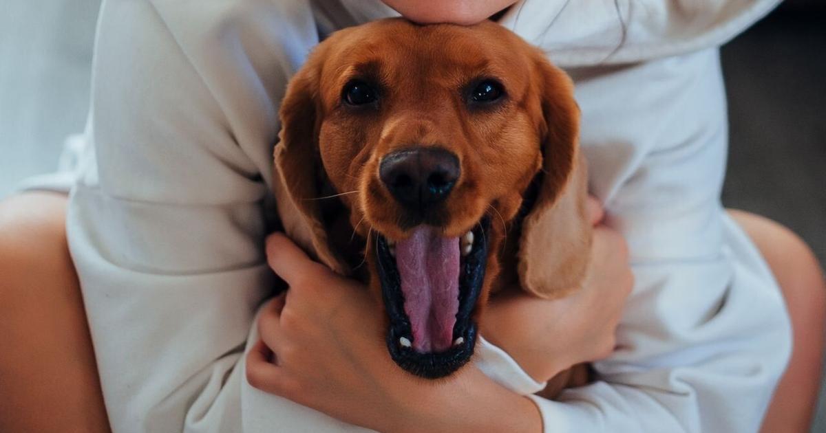 Does cuddling cats or dogs actually ease anxiety? | Health Does cuddling cats or dogs actually ease anxiety? | Health