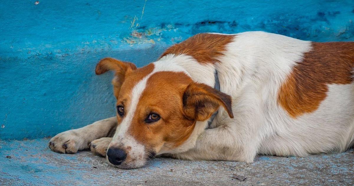 Shorter strides may be early warning sign of dementia in dogs | Health Shorter strides may be early warning sign of dementia in dogs | Health