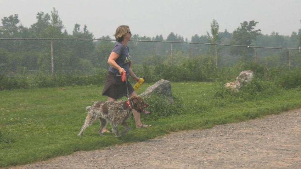 How pet owners can keep animals safe during air quality alert