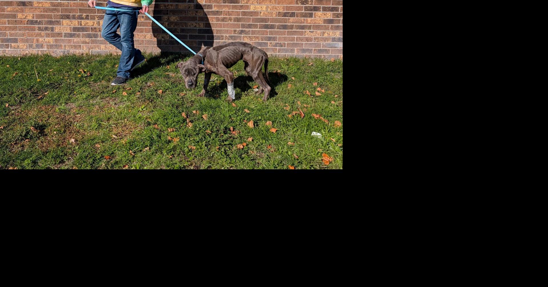 Emaciated stray dog starts road to recovery with the help of PJ's Rescue