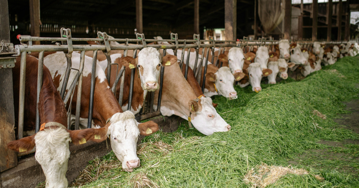 Push for raw milk intensifies across the US, despite illness outbreaks and scientists’ warnings | Health Push for raw milk intensifies across the US, despite illness outbreaks and scientists’ warnings | Health