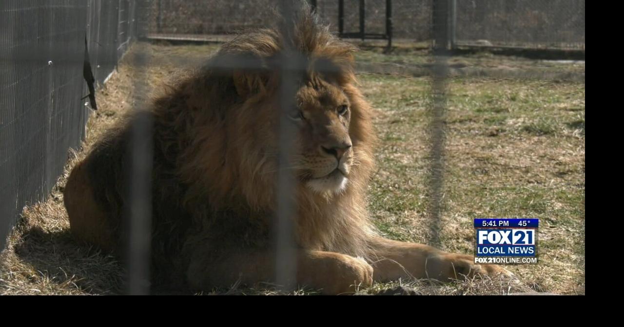Lion family reunited at The Wildcat Sanctuary as new rescue arrives ...