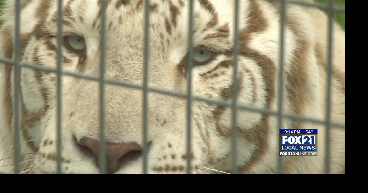 First Look at the “Tiger King” Rescue Cats in Sandstone | Homepage ...