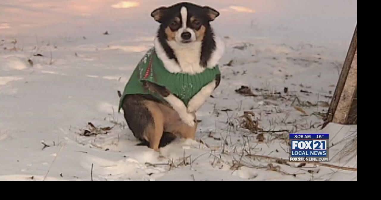 Protecting Fido as the Bitter Cold Settles In | Fox Features ...