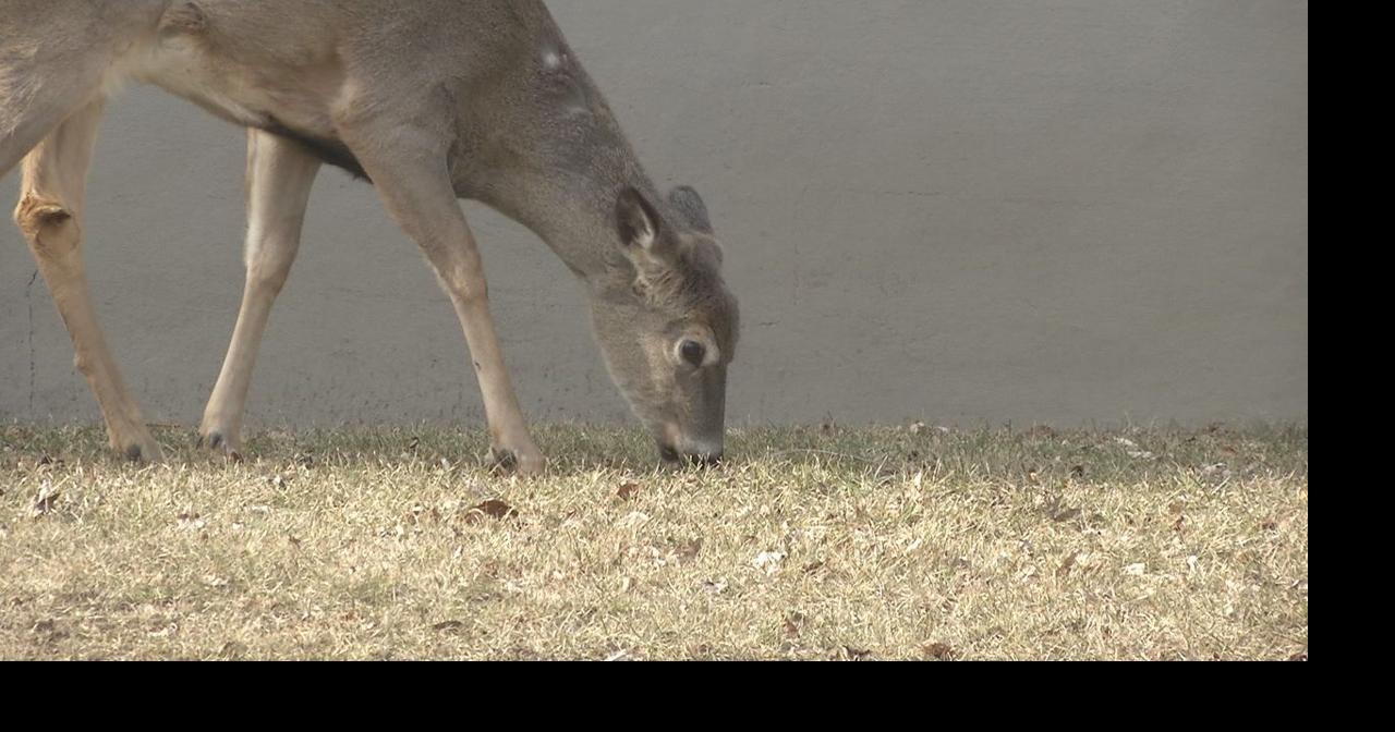 Minnesota State Patrol shares safety tips as deer-related crashes increase