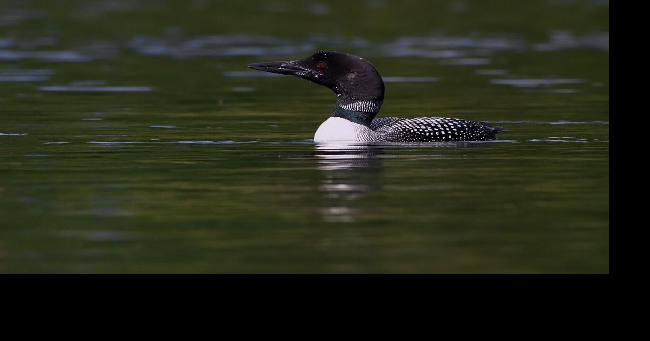 DNR: Noticeable Increase in Loon Deaths | Homepage | fox21online.com
