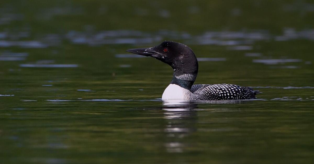Loon Update DNR: Noticeable Increase in Loon Deaths | Homepage | fox21online.com