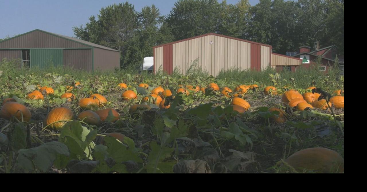 Pumpkins ready for picking at Farmer Doug's in Duluth