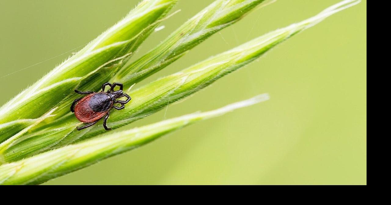 Check yourself or someone else: 2026 is the summer of ticks | Health