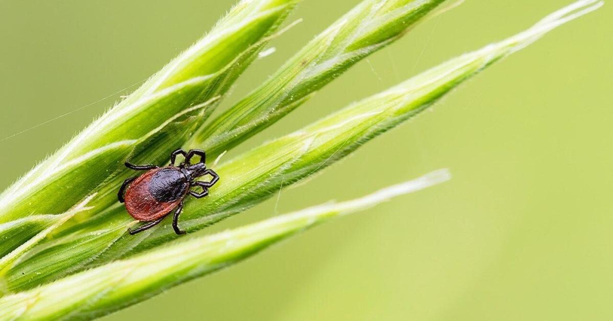 Check yourself or someone else: 2026 is the summer of ticks | Health Check yourself or someone else: 2026 is the summer of ticks | Health