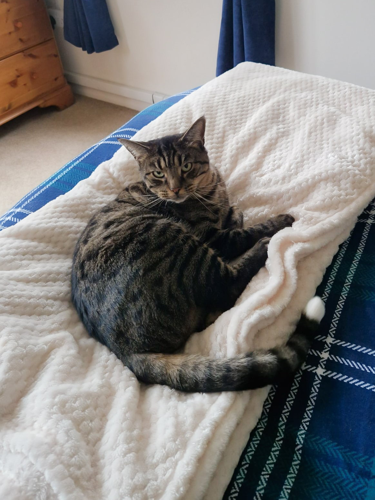Vip Fox Max Three arrested after missing cat’s severed tail found in owners ...