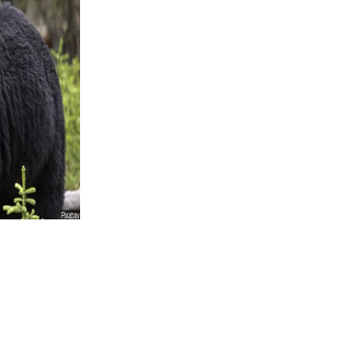 Minnesota DNR encourages safe practices as bears emerge from hibernation