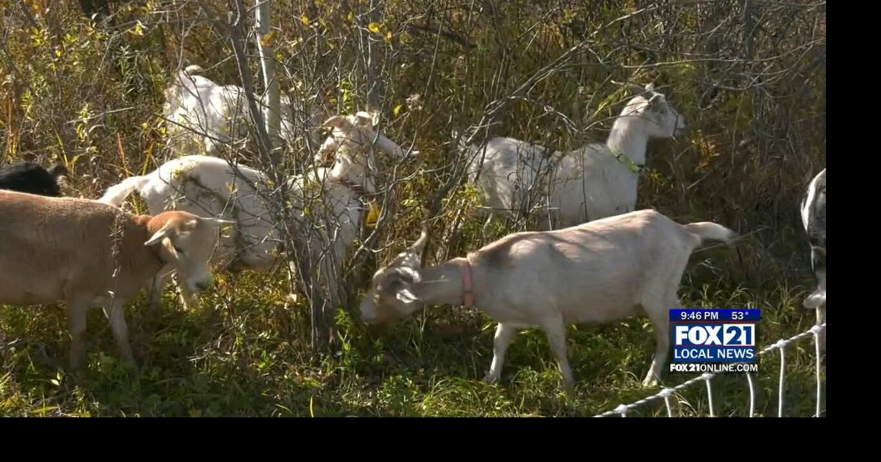 KYN: Superior Goats Help Combat Pesky Plants | News | fox21online.com