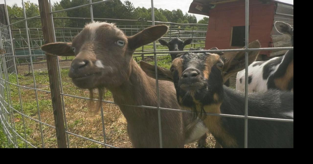 Townline Farms to host 2nd annual Fall Festival in Cloquet