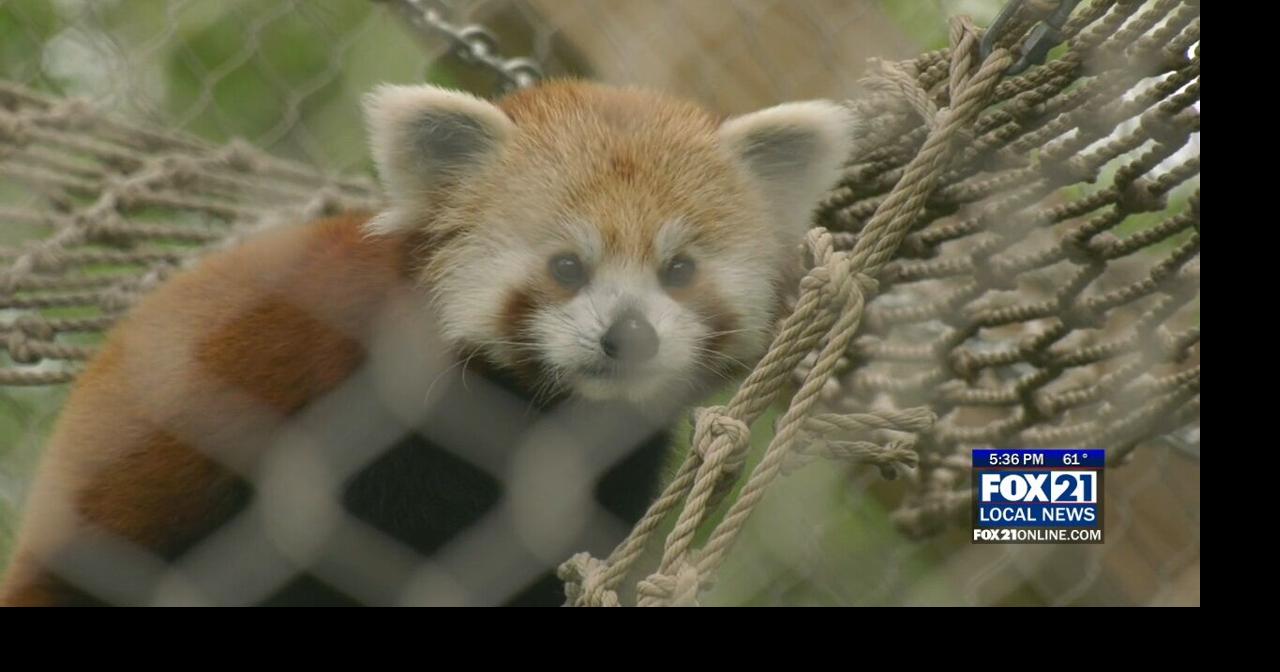 Lake Superior Zoo welcomes a new Red Panda | News | fox21online.com