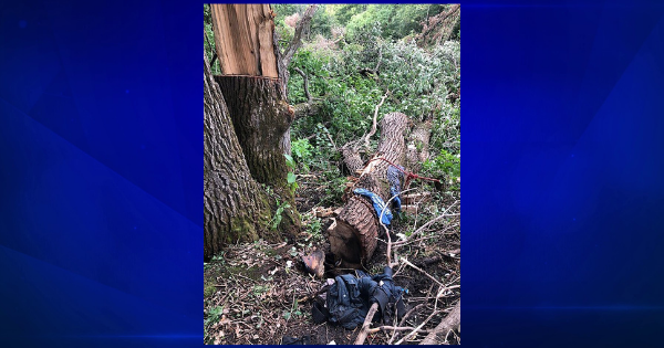 Minnesota Man Rescued After 4 Days Trapped Under Fallen Tree | Homepage ...